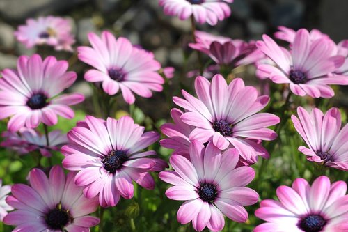 flowers  pink flowers  plants