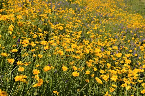 flowers  flower garden  nature