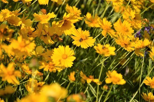 flowers  wildflower  yellow flower