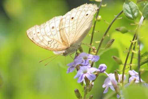 flowers  nature  wallpaper