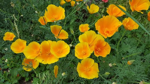 flowers  yellow flowers