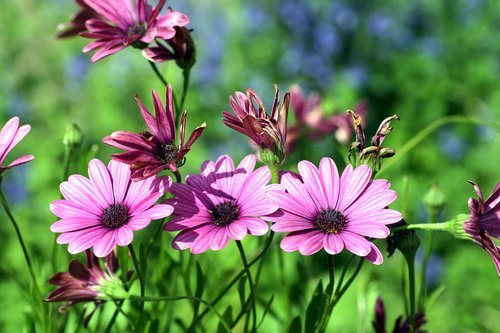 flowers  garden  pink