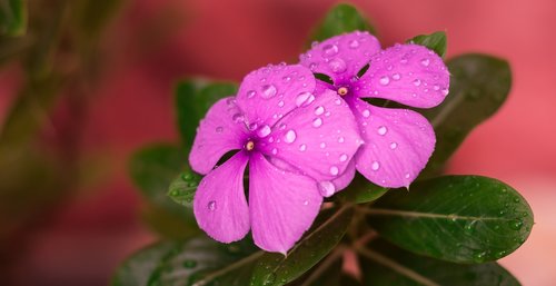 flowers  rain drops  pink petal