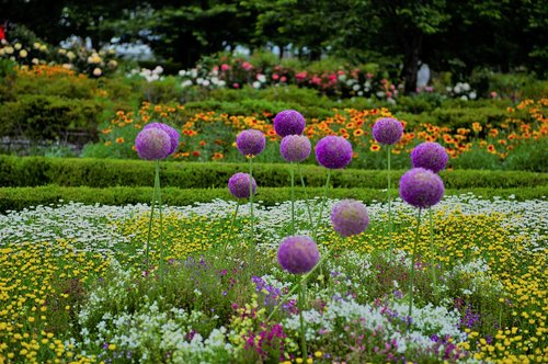 flowers  flower garden  garden