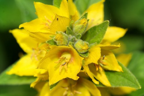 flowers  plant  nature