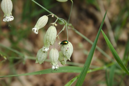 flowers  insect  field