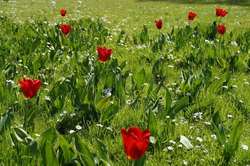 flowers  red  meadow