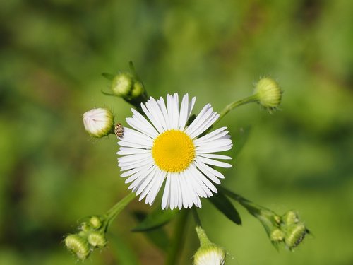 flowers  garden