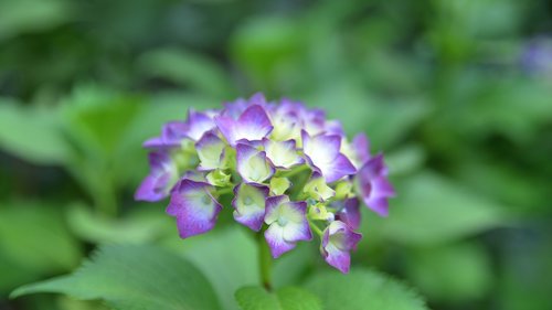 flowers  spring  wildflower