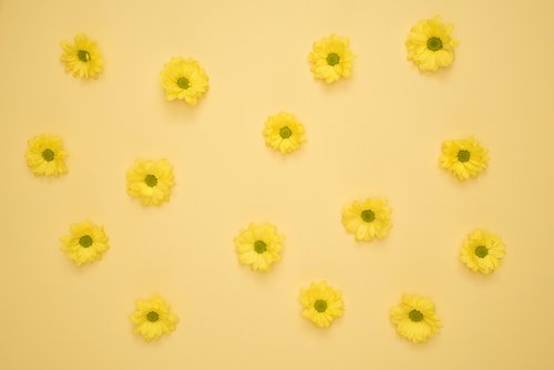 flowers  yellow  background