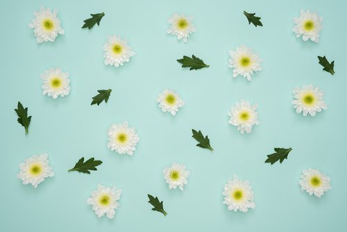 flowers  yellow  blue background