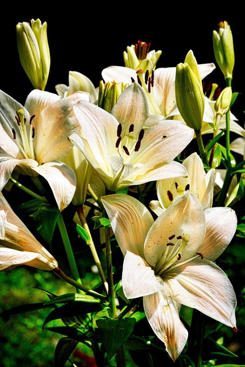 flowers  nature  plant