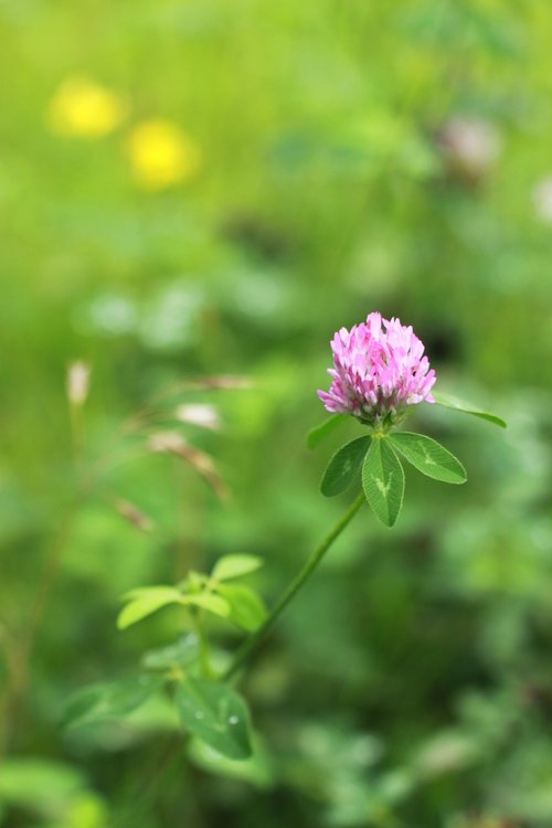 flowers  wildflower  plants