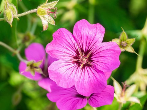 flowers  garden  summer