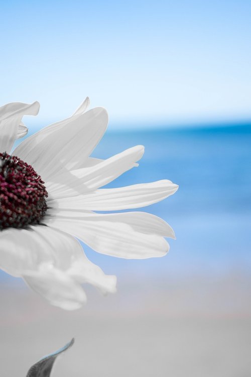 flowers  beach  white flowers