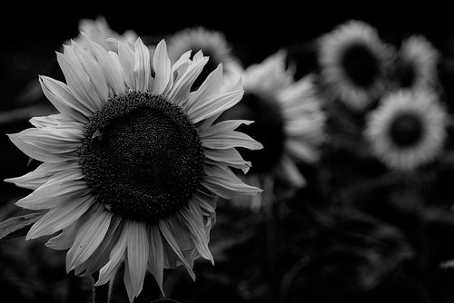 flowers  sunflower