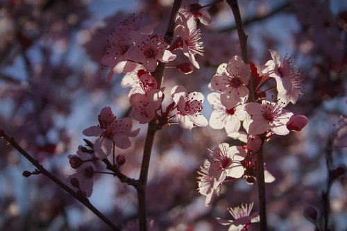 flowers  bloom  plum
