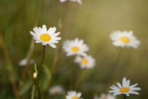 flowers  wildflowers  marguerite