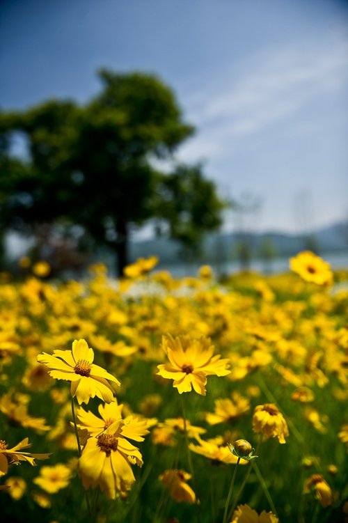 flowers  yellow flowers  spring