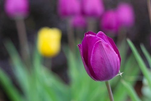 flowers  tulips  plants