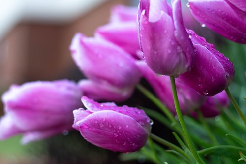 flowers  tulips  nature