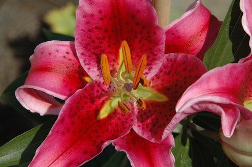 flowers  lilies  closeups