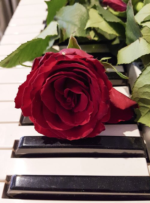 flowers  rose  keyboard