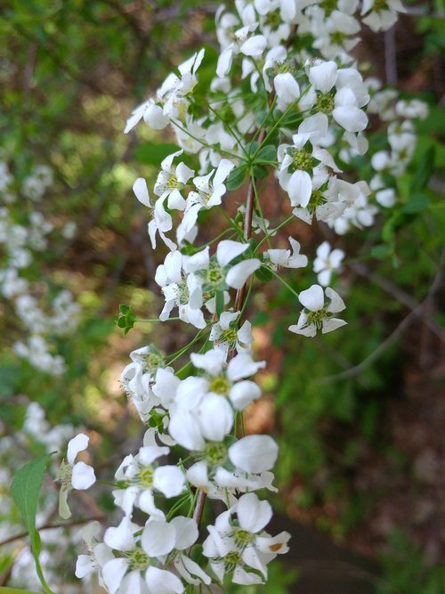 flowers  nature  plants