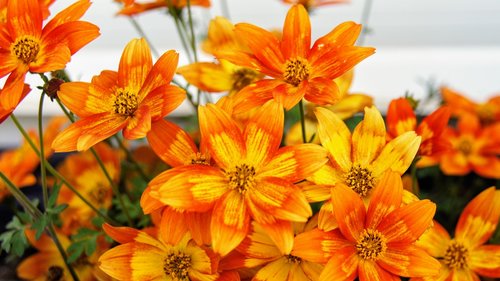 flowers  flower box  orange