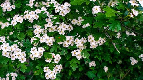 flowers  shrub  hawthorn