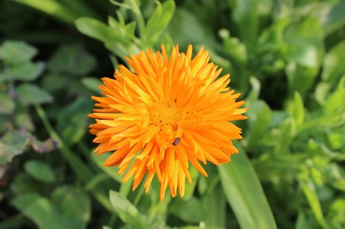 flowers  marigold