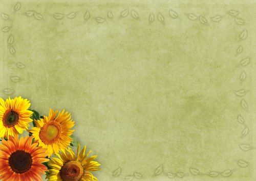 flowers  frame  sunflower