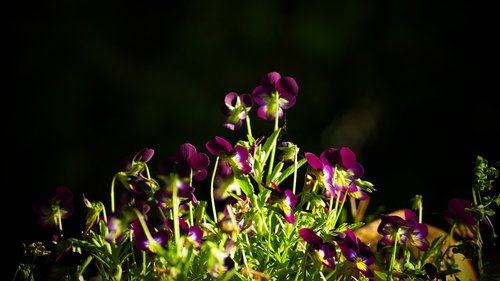 flowers  violin  bosviooltje