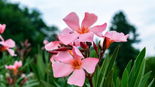 flowers  plant  nature