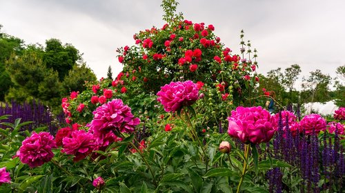 flowers  garden  nature