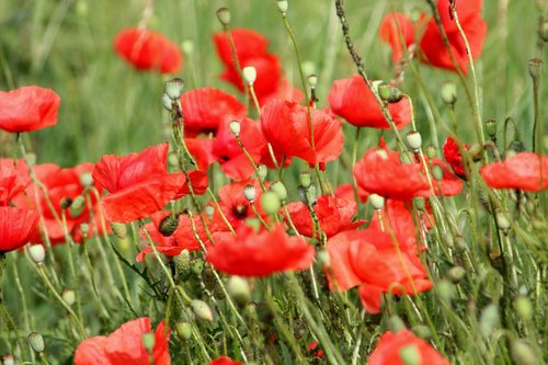 flowers  poppies  red