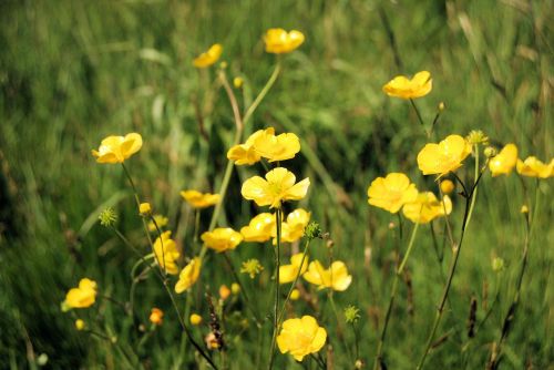 flowers buttercup meadow