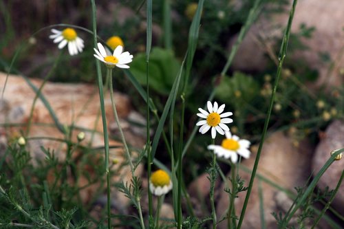 flowers  stones  nature