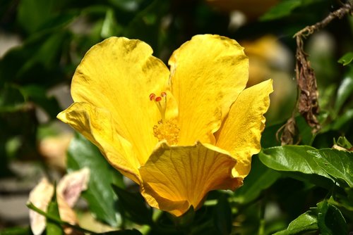 flowers  garden  nature