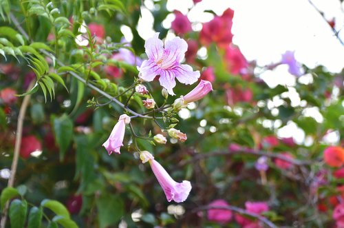 flowers  garden  nature