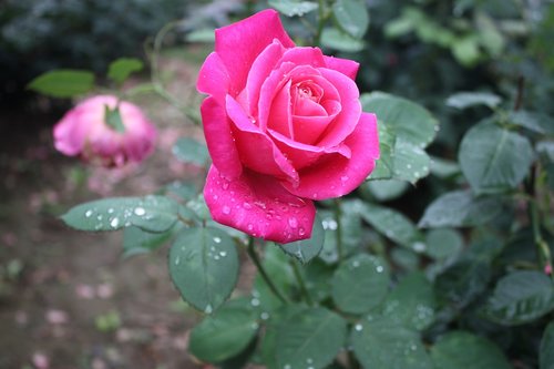 flowers  raindrops  water droplets