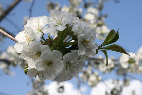 flowers  cherry  spring