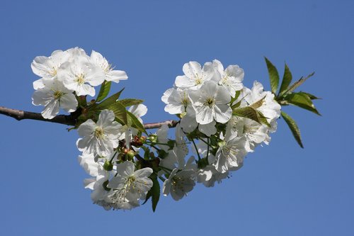 flowers  cherry  spring