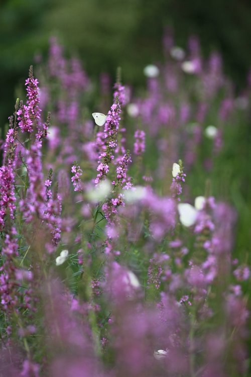 flowers  plants  nature