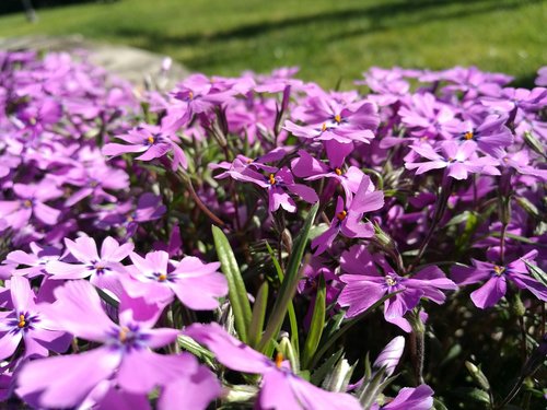 flowers  violet  bloom