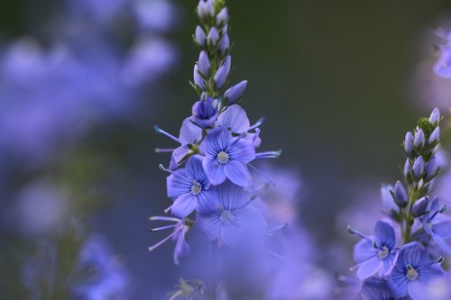 flowers  blue  wild flower