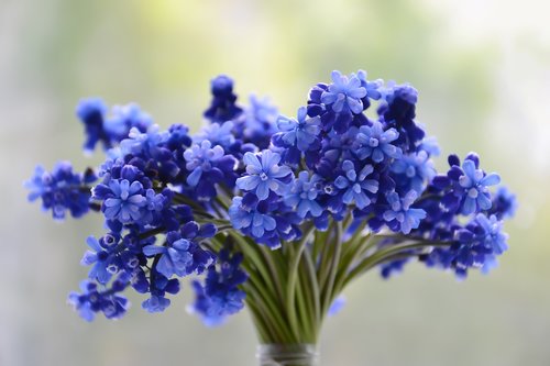 flowers  bouquet  blue