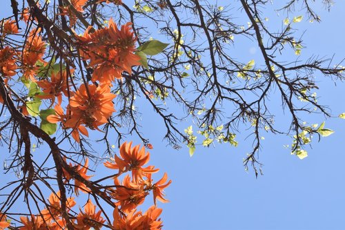 flowers  bloom  orange flower