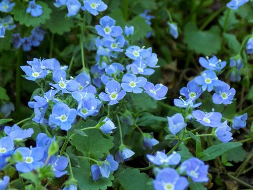 flowers  blue flowers  flowers of the field