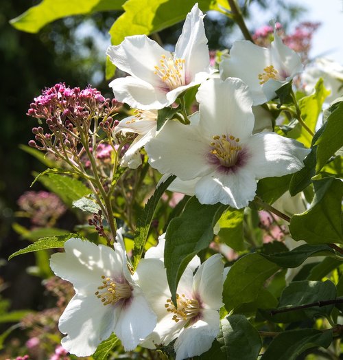 flowers  white flowers  bush